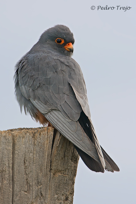 Cernicalo patirrojo (Falco vespertinus)